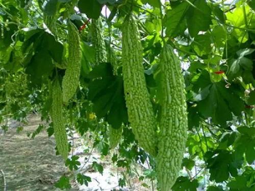 吃瓜解乏,轻松愉悦的休闲时光