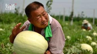 瓜农在吃瓜,甜蜜背后的辛酸故事