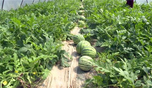 平凉吃瓜最新视频