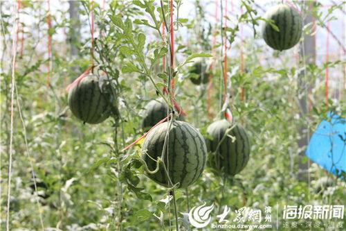 平凉吃瓜最新视频