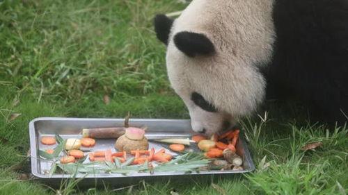 动物吃瓜小说,动物们的美食冒险记