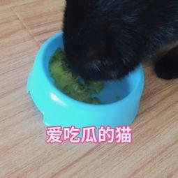 猫咪吃瓜视频大全,萌态百出！视频大全集锦