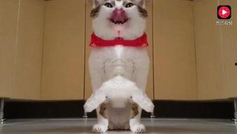 猫咪吃瓜视频大全,萌态百出！视频大全集锦