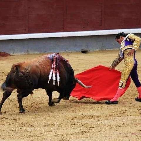 西班牙斗牛吃瓜视频,揭秘西班牙斗牛吃瓜背后的故事