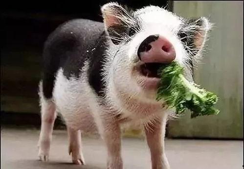 小猪吃羊角瓜视频播放