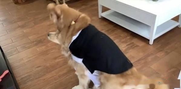 搜索狗吃瓜视频,揭秘网络热门视频背后的故事