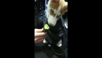 搜索狗吃瓜视频,揭秘网络热门视频背后的故事