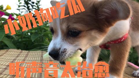 搜索狗吃瓜视频,揭秘网络热门视频背后的故事