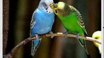 鹦鹉可以吃皮瓜吗视频,鹦鹉食用皮瓜的安全性探讨