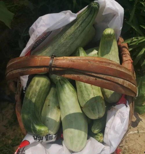 带货搞笑吃瓜视频大全集